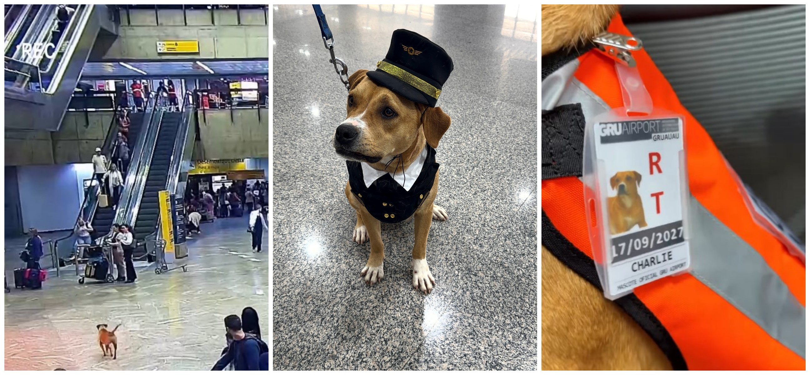 Cadela ' Charlie' vira mascote do aeroporto de Guarulhos e ganha crachá