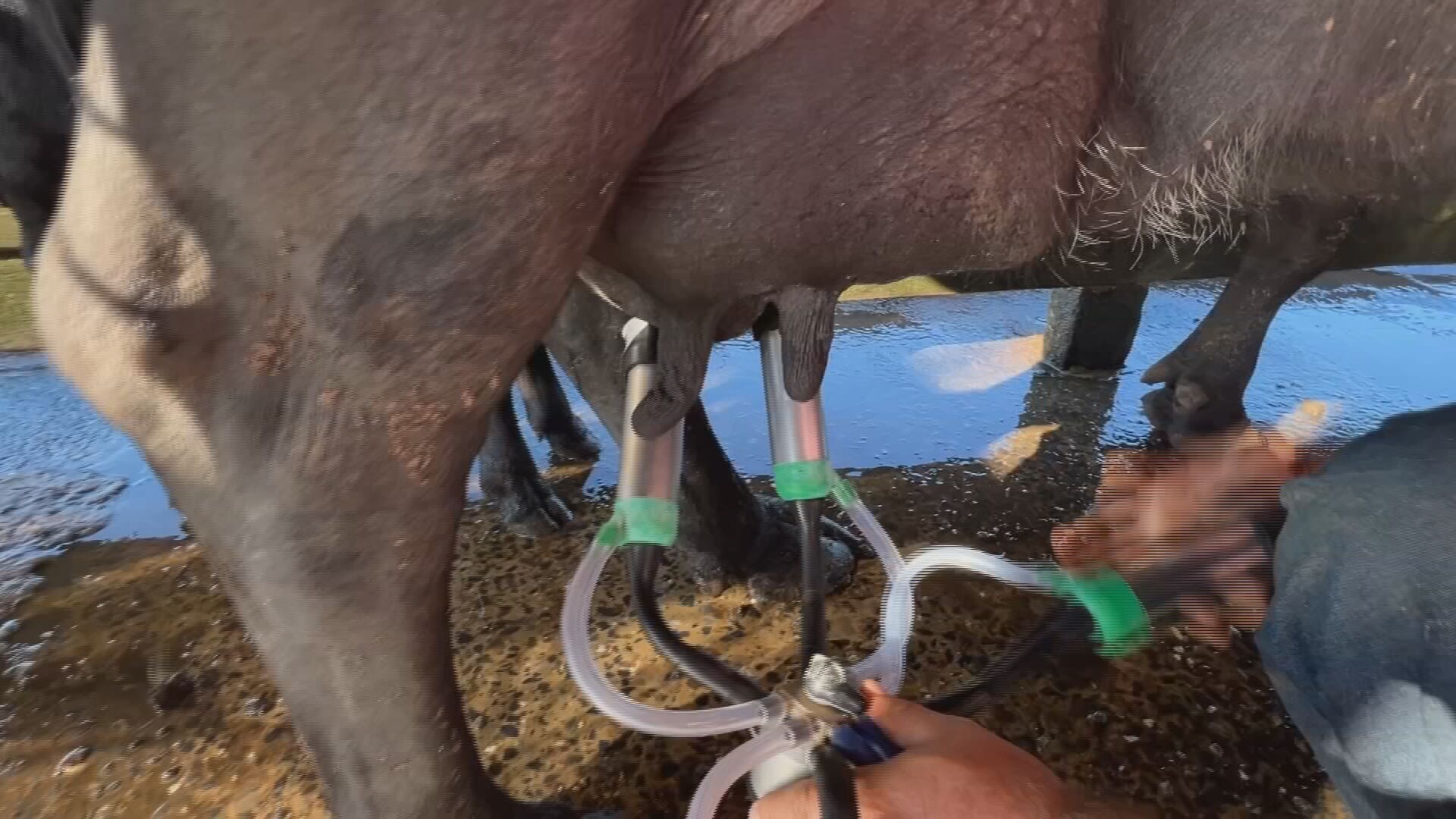 Produção de leite de búfala fortalece economia rural e abastece merenda escolar em Sarapuí