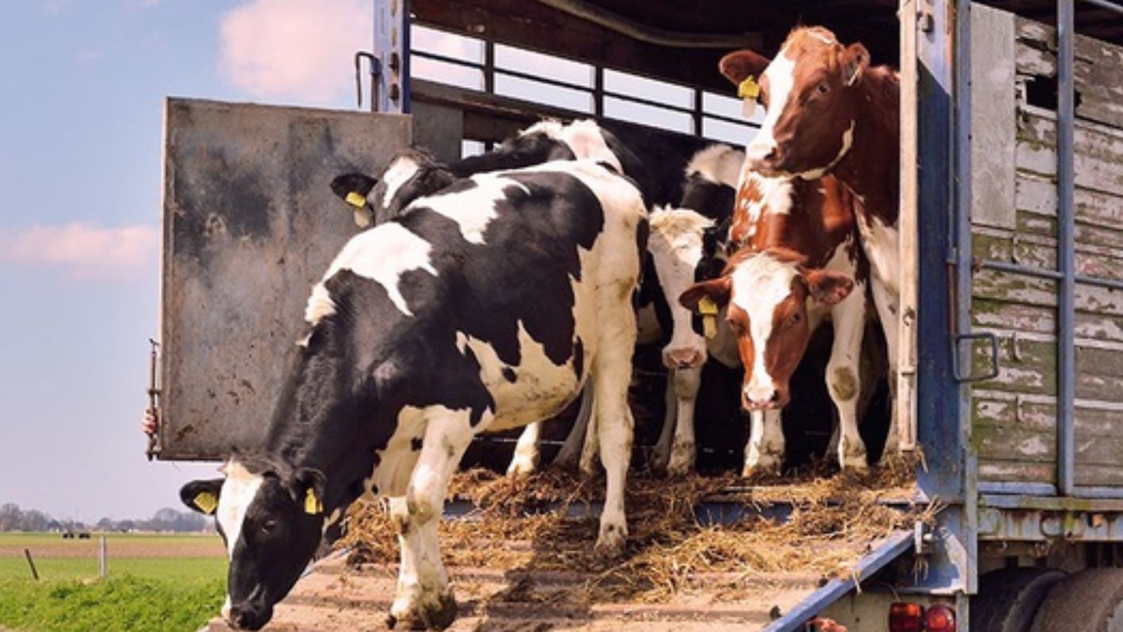 Mais de 40 bois são apreendidos sem nota fiscal durante fiscalização em rodovia do Piauí