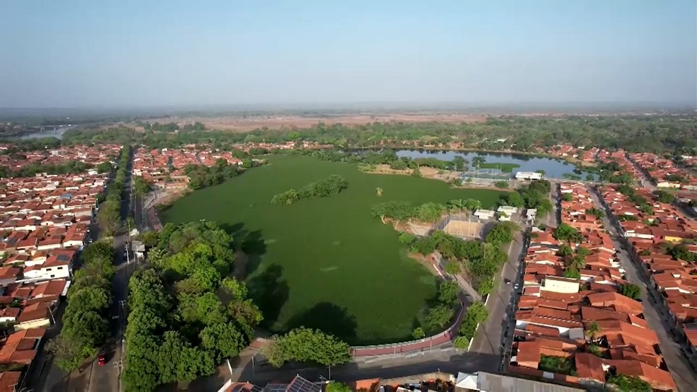 Lagoa é tomado por aguapés e vira ‘tapete verde’ em Teresina — Foto: Reprodução