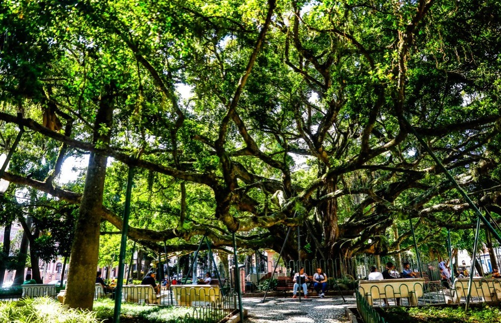 Centenária árvore de Florianópolis citada no hino do município não é originária do Brasil, diz pesquisa