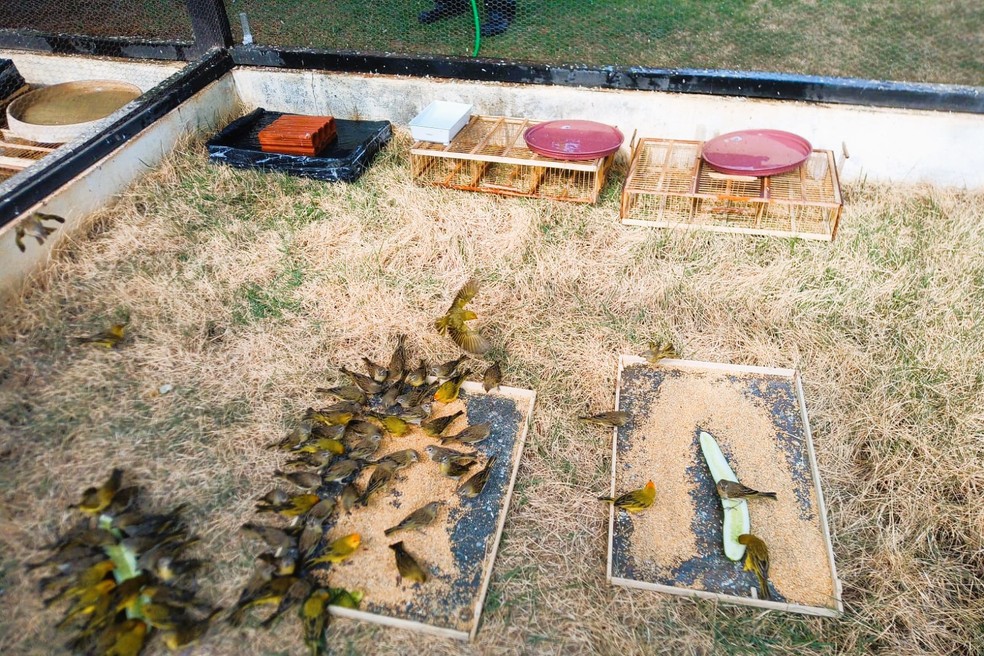 Tráfico ilegal de animais na Bahia — Foto: Inema