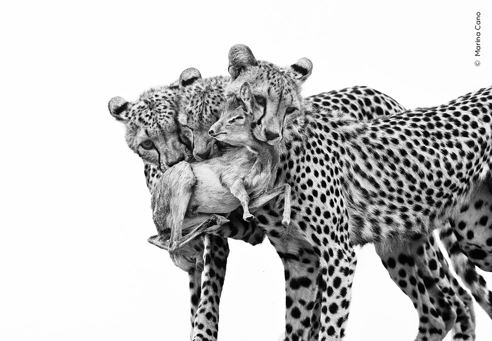 Filhotes de guepardo treinam técnicas de caça com uma presa no Quênia, sob o olhar atento da mãe. — Foto: Marina Cano