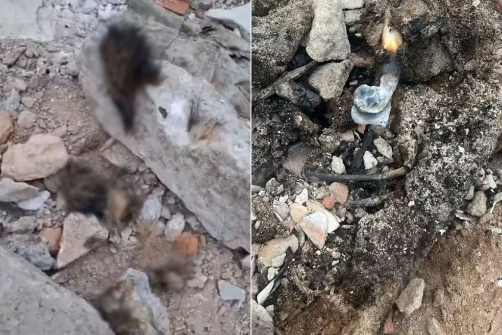 Restos de cachorros comunitários foram encontrados carbonizados em Guarujá, SP — Foto: Redes Sociais