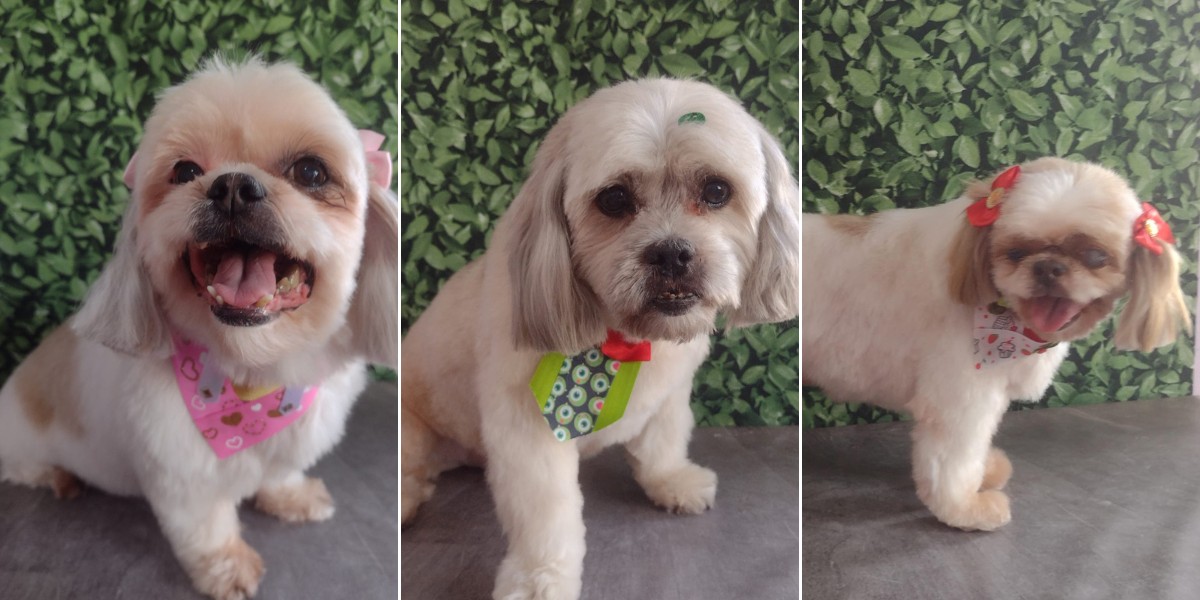 Três cachorros morrem de calor após ficarem 1h30 dentro de carro de pet shop no interior de SP