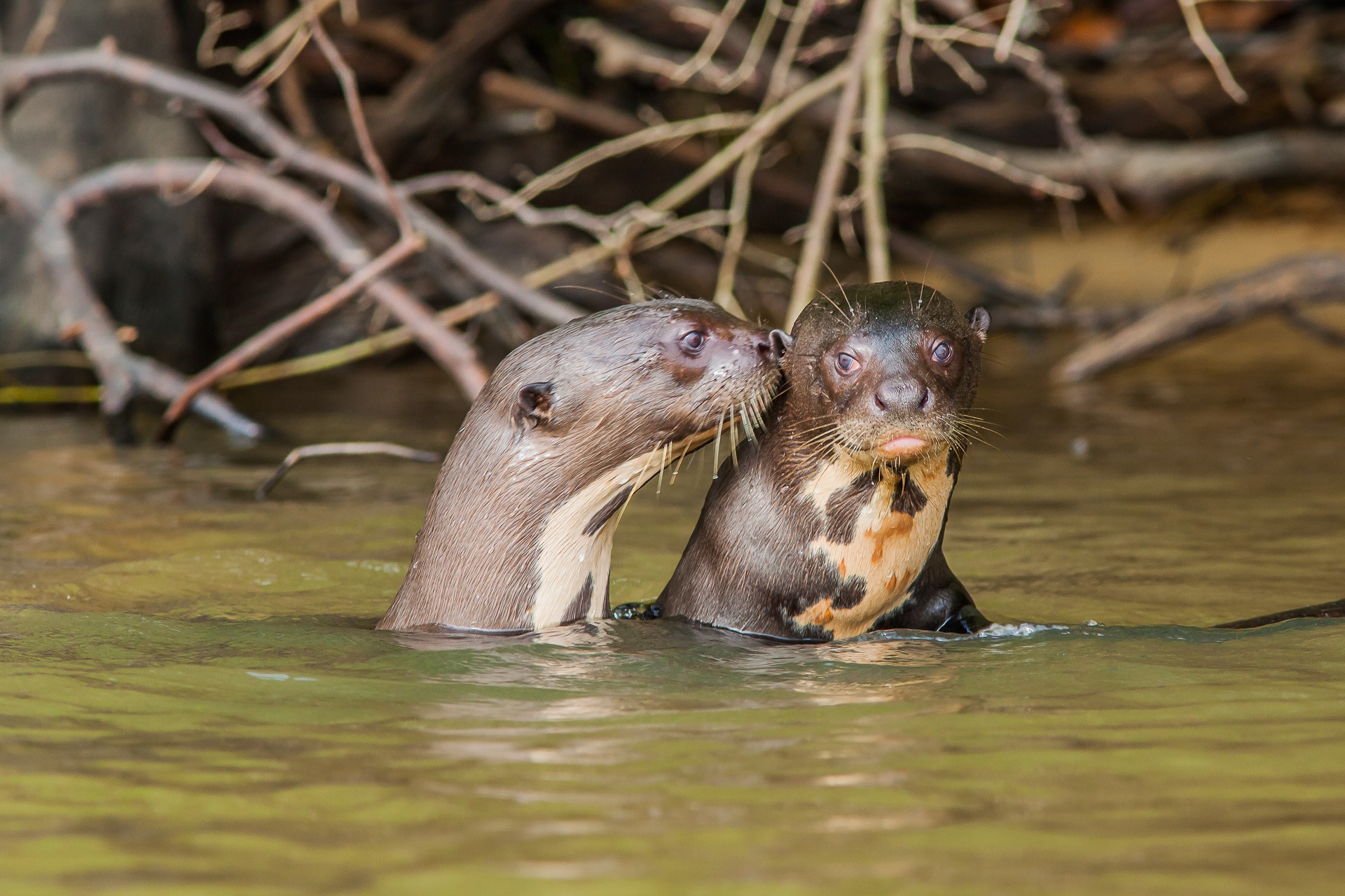 COP15 em MS entra na reta final com novas regras para espécies e promessa de recursos