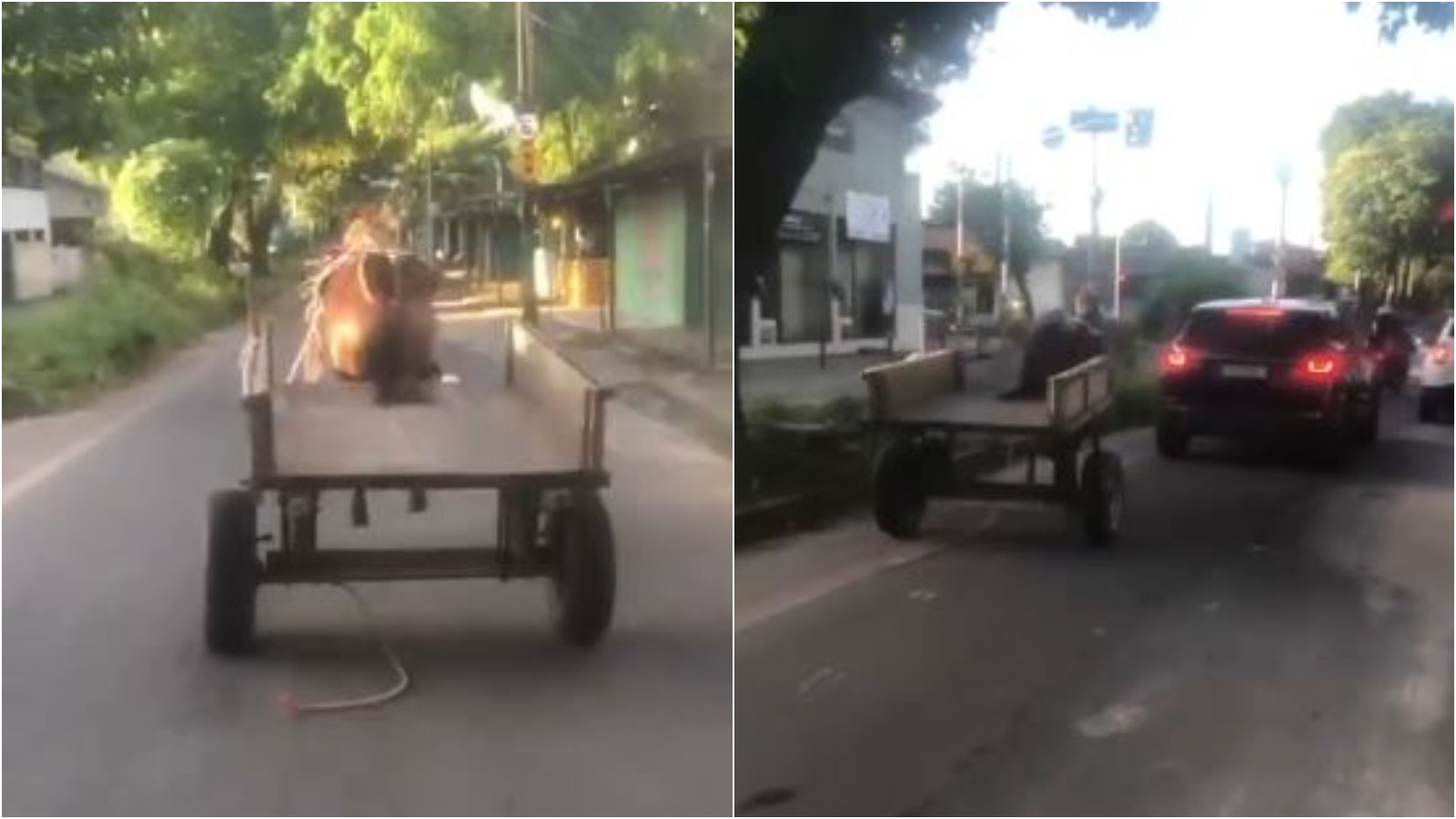 VÍDEO: Cavalo desgovernado preso a carroça bate em carro em Fortaleza