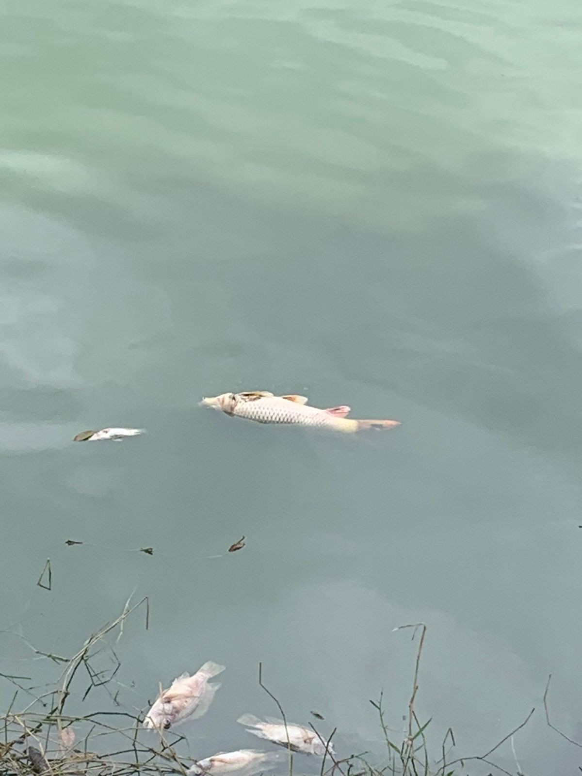 Prefeitura multa Copasa após morte de sete mil peixes na Lagoa da Pampulha, em Belo Horizonte