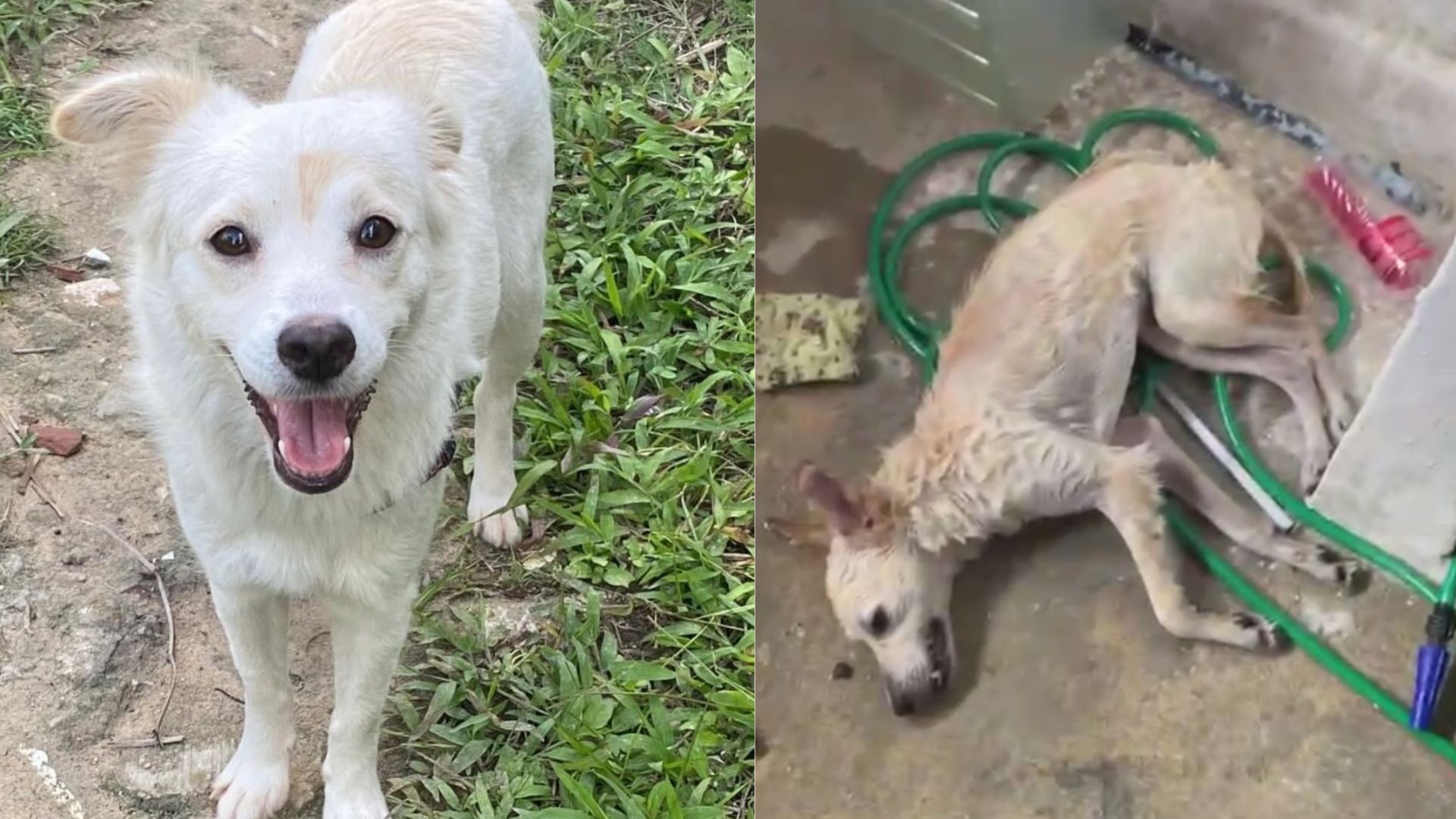 Homem espanca cadela de ex-companheira e mulher denuncia maus-tratos à polícia; vídeo mostra agressão