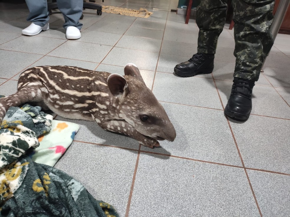 Filhote de anta de 15 dias com pata quebrada é resgatado e passa por tratamento no interior de SP — Foto: Polícia Ambiental/Divulgação