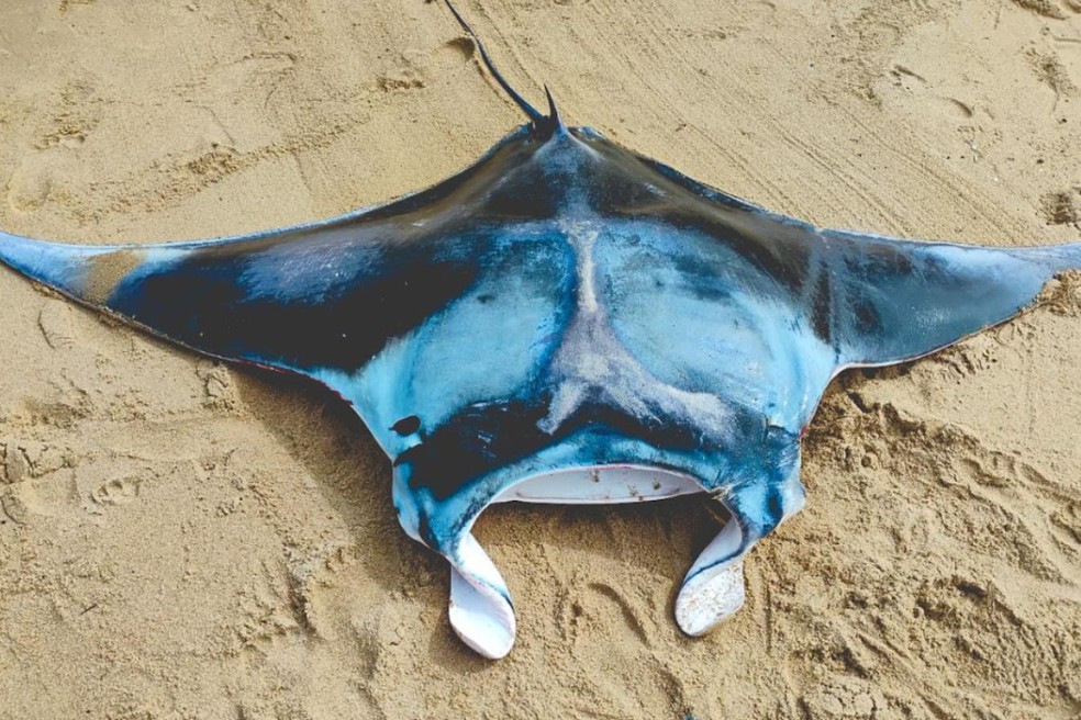 Terceira espécie de raia-manta é confirmada por pesquisadores brasileiros — Foto: Paula Romano