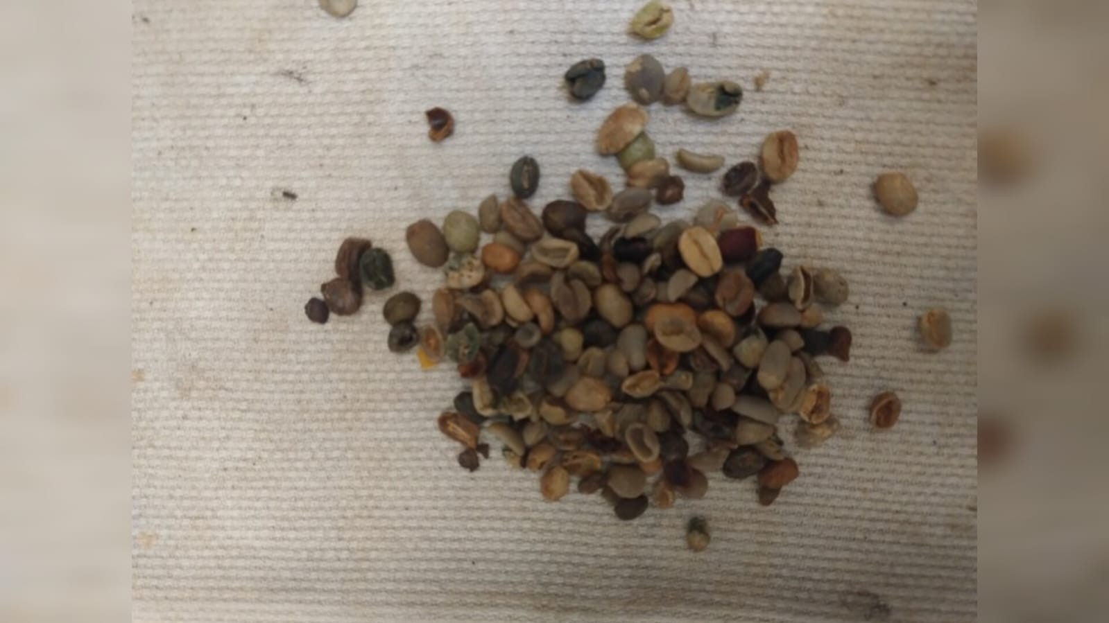 Ministério da Agricultura apreende 4,2 toneladas de cascas usadas para substituir grãos de café em SC