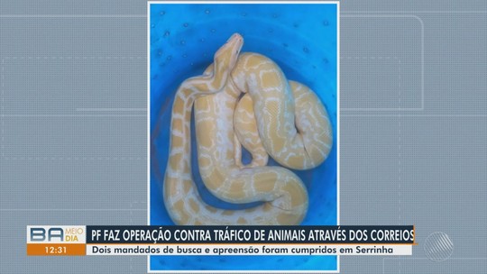 PF mira grupo suspeito de traficar animais via internet e Correios na Bahia - Programa: Bahia Meio Dia – Salvador 