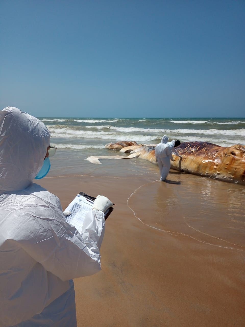 Baleia-jubarte é encontrada morta na praia de Unamar, em Cabo Frio, no RJ