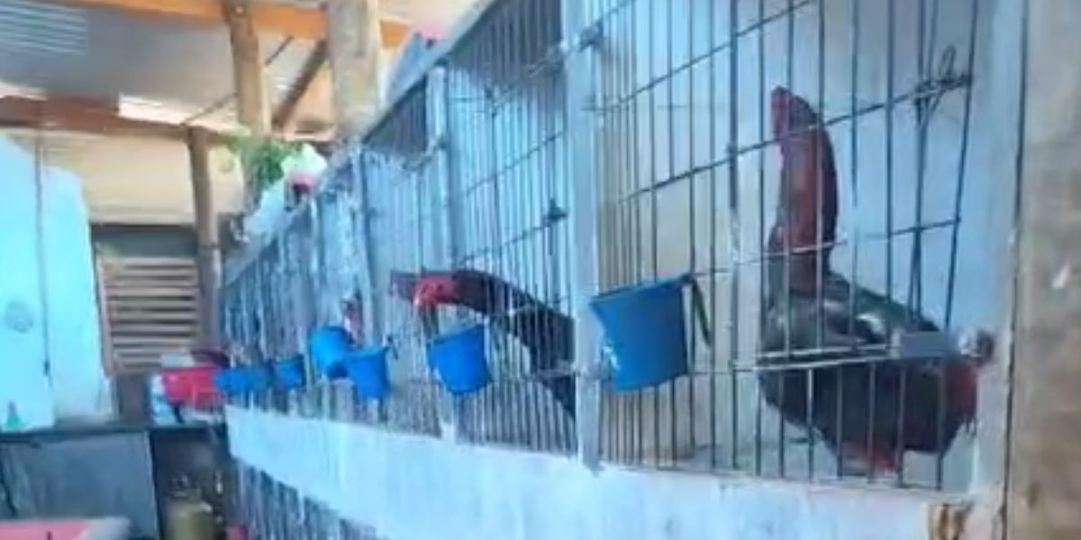 Polícia fecha arena de rinha de galos e apreende 53 animais em situação de maus-tratos 