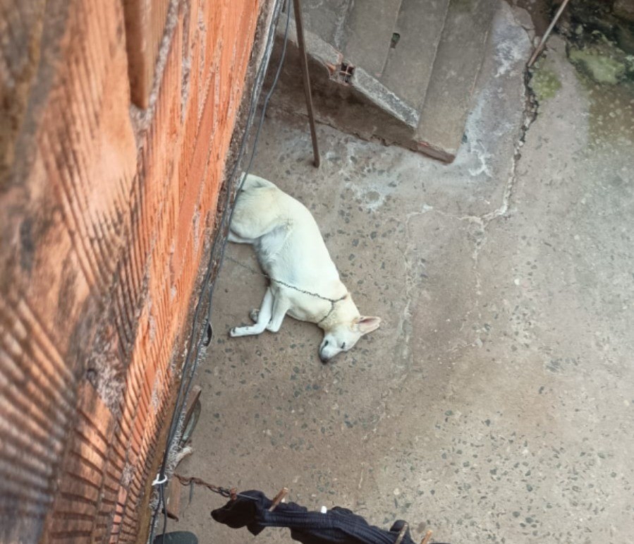 Guarda Municipal flagra cachorro em situação de maus-tratos em Valença