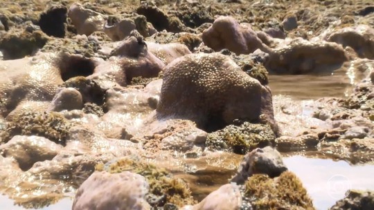 Nova onda global de branqueamento de corais é sinal da morte dos oceanos? - Programa: Jornal Nacional 