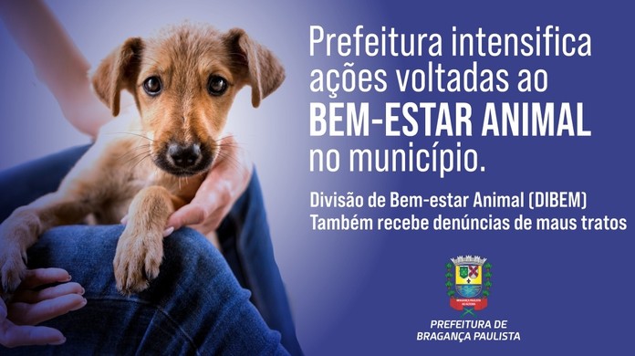 Administração de Ituporanga vai lançar campanha contra maus-tratos a  animais - Prefeitura Municipal de Ituporanga
