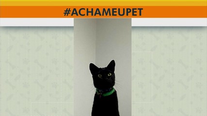Acha meu pet: tutora procura gatinha desaparecida na Arso 23