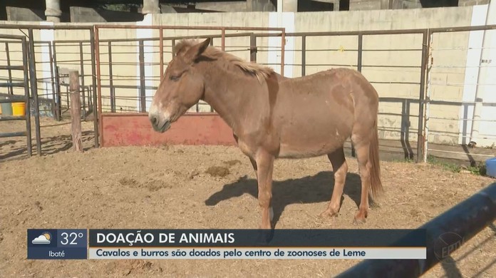 G1 - Lista reúne 'cavalo dando gargalhada' e outros animais