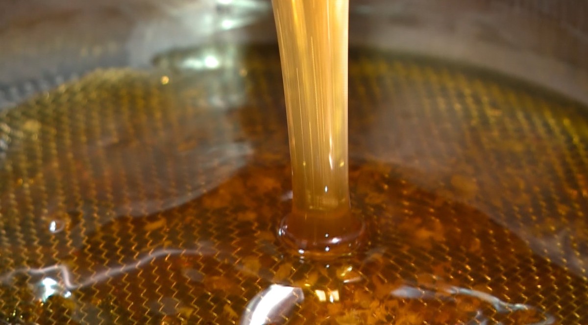 Piauí bate recorde na produção de mel com 6,8 mil toneladas; São ...