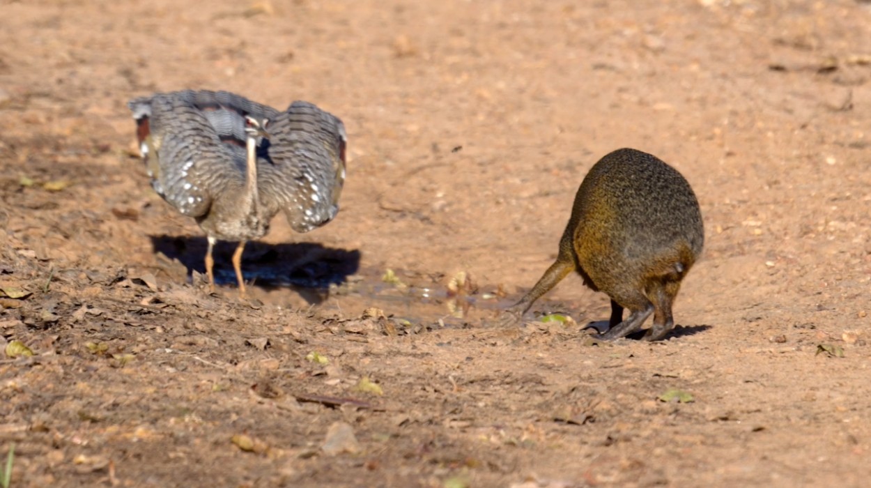 Pavãozinho-do-Pará abre as asas e afugenta cutia que se aproxima de poça d’água no Pantanal