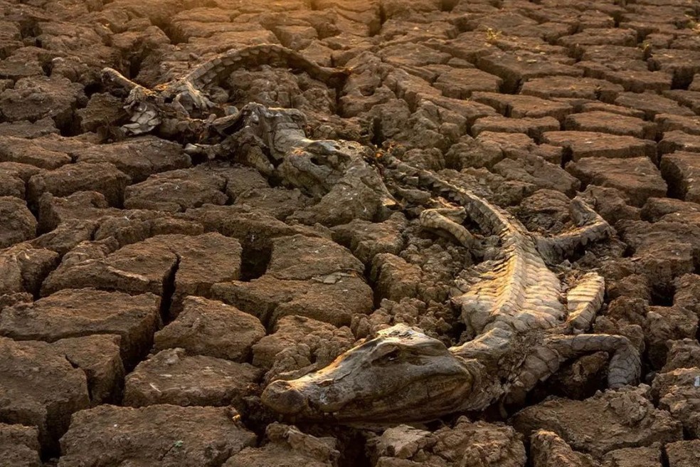 Jacarés mortos em período de seca no Pantanal — Foto: José Medeiros/DivulgaçãoO Brasil vai enfrentar uma nova