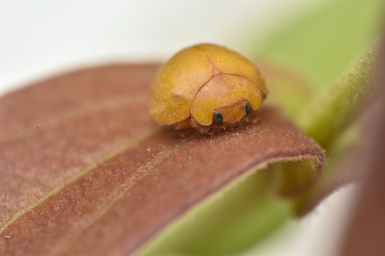 Nova espécie de joaninha é descrita na fauna da Caatinga