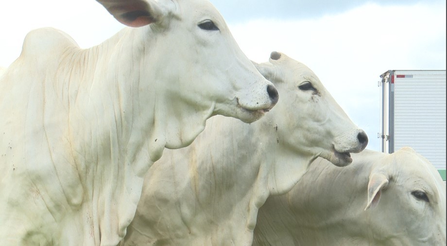 Pecuaristas investem em touros de alta genética para aumentar produtividade em Roraima