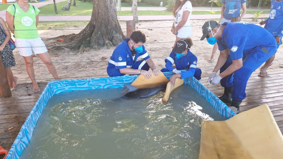 Golfinho foi colocado em piscina plástica — Foto: Instituto Baleia Jubarte