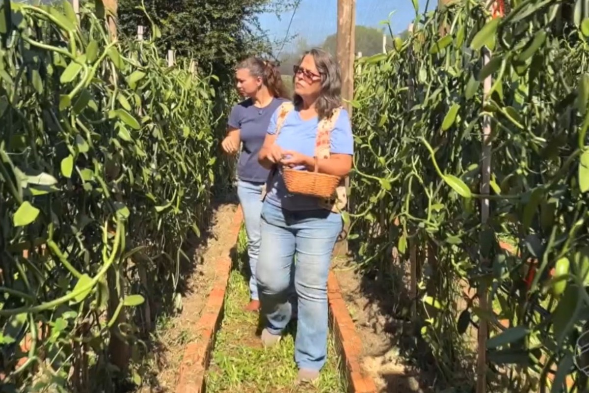 Produtora usa aranhas e polinização manual para cultivar especiaria rara de R$ 6 mil o quilo no Cerrado de MS