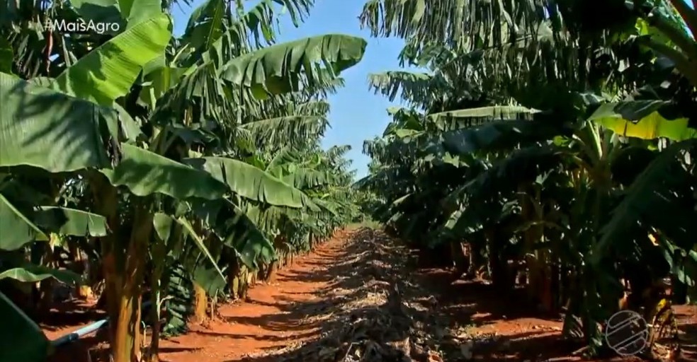 Nova variedade de banana é criada em MT, Mato Grosso