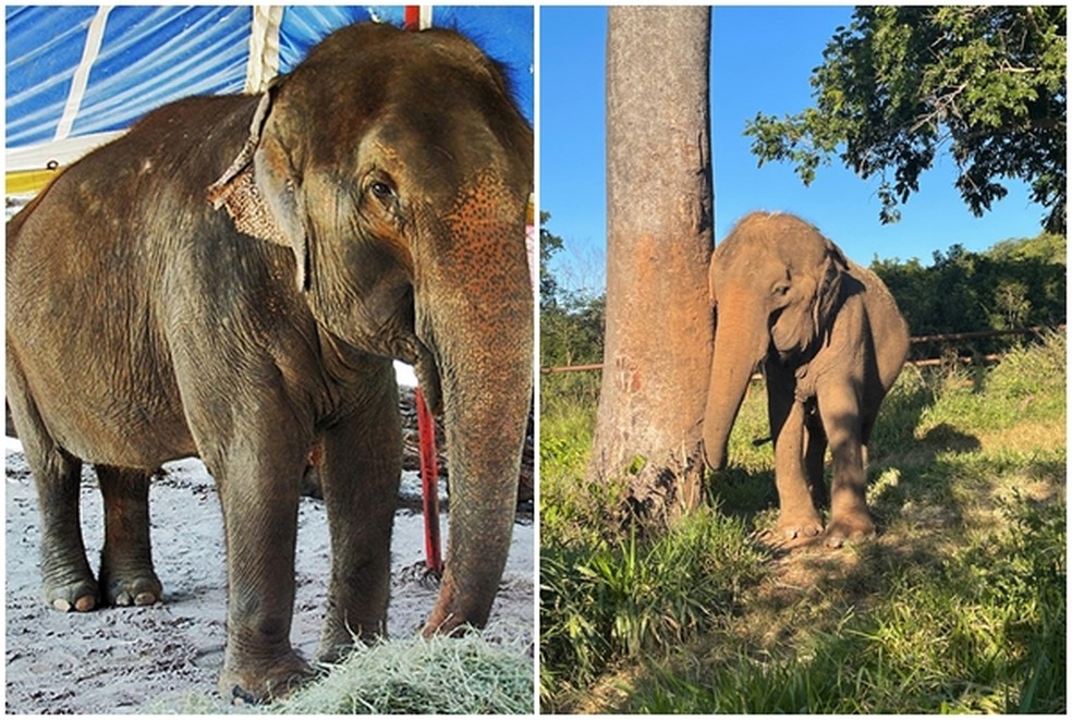 Elefanta Lady antes, quando vivia no circo, e depois, na foto da direita, no Santurio de Elefantes  Foto: Divulgao/Semob-JP/Santurio de Elefantes