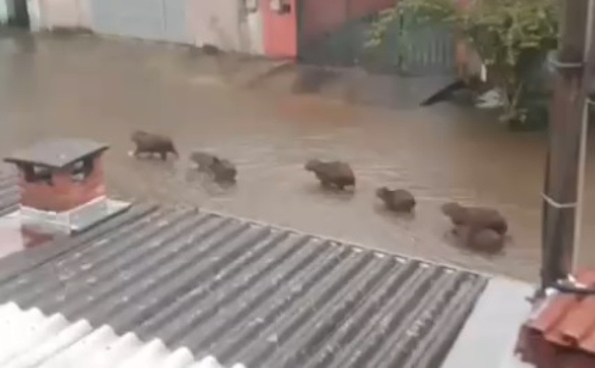 VÍDEO: família de capivaras caminha em fila por rua alagada em Mogi das Cruzes
