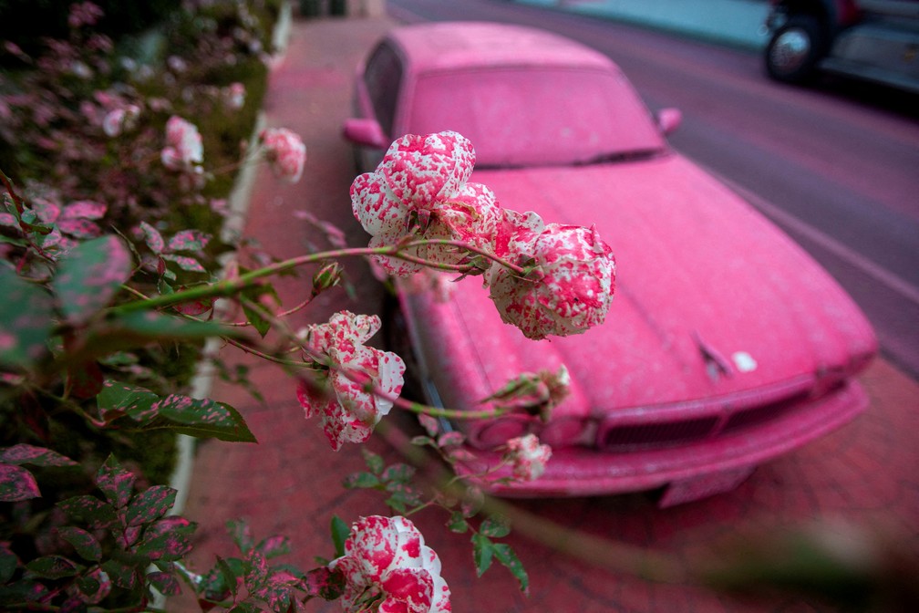 Flores e um carro cobertos por retardante rosa de fogo em Mandeville Canyon, bairro de Los Angeles atingido por um dos incêndios simultâneos que devastaram a cidade — Foto: Ringo Chiu/Reuters