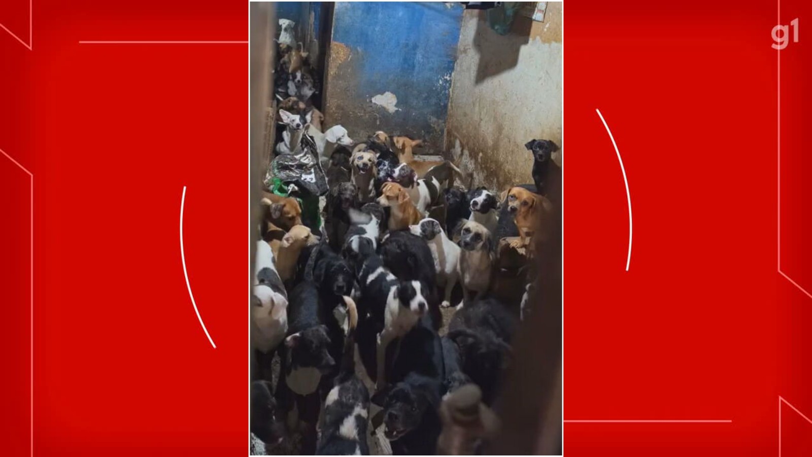 Homem é preso suspeito de manter mais de 100 cães em situação de maus-tratos no DF