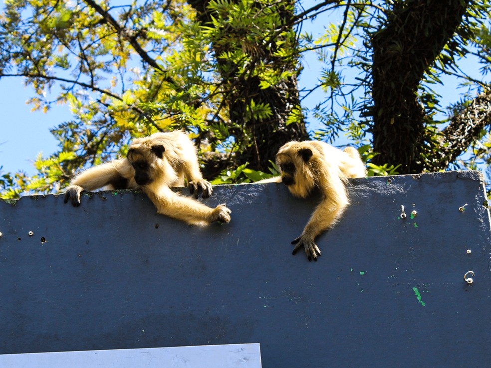 Bugios, animais que dão nome ao ritmo nascido no RS, em praça de São Francisco de Assis — Foto: Divulgação