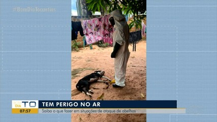 Bombeiro fala sobre o que fazer em caso de ataque de abelhas