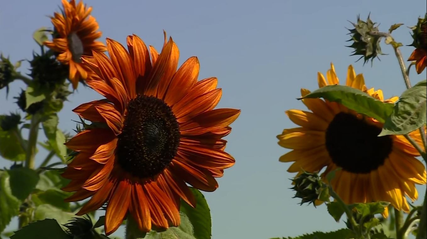 Girassol vermelho? Flor exótica custa até 100 vezes mais que a tradicional e chama atenção pela beleza