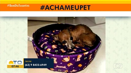 Tutora pede ajuda pra encontrar cachorro desaparecido na quadra 403 Norte