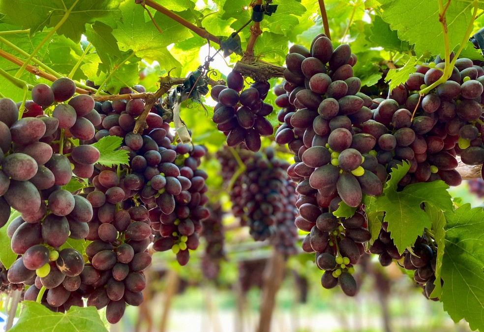 Uvas precisam ser colhidas maduras para que a uva-passa tenha qualidade. — Foto: Pablo Luan / TV Grande Rio