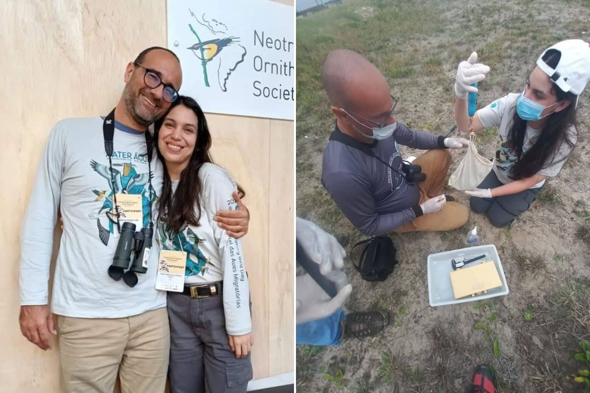 Casal de pesquisadores lidera no Brasil a maior contagem de aves limícolas do mundo; entenda