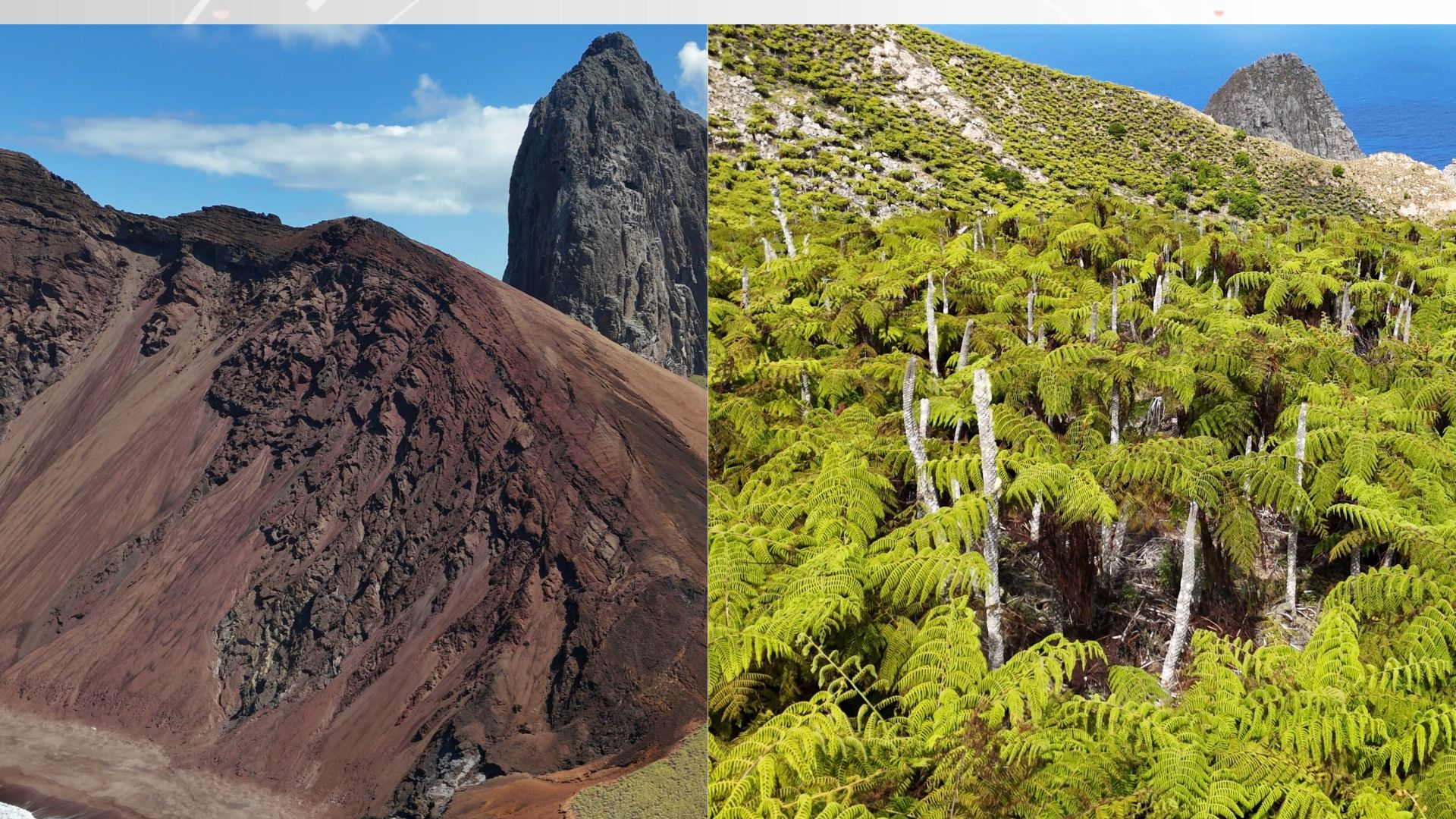 Fungos de samambaias gigantes e do solo da remota Ilha de Trindade viram alternativa para produção de pesticida natural