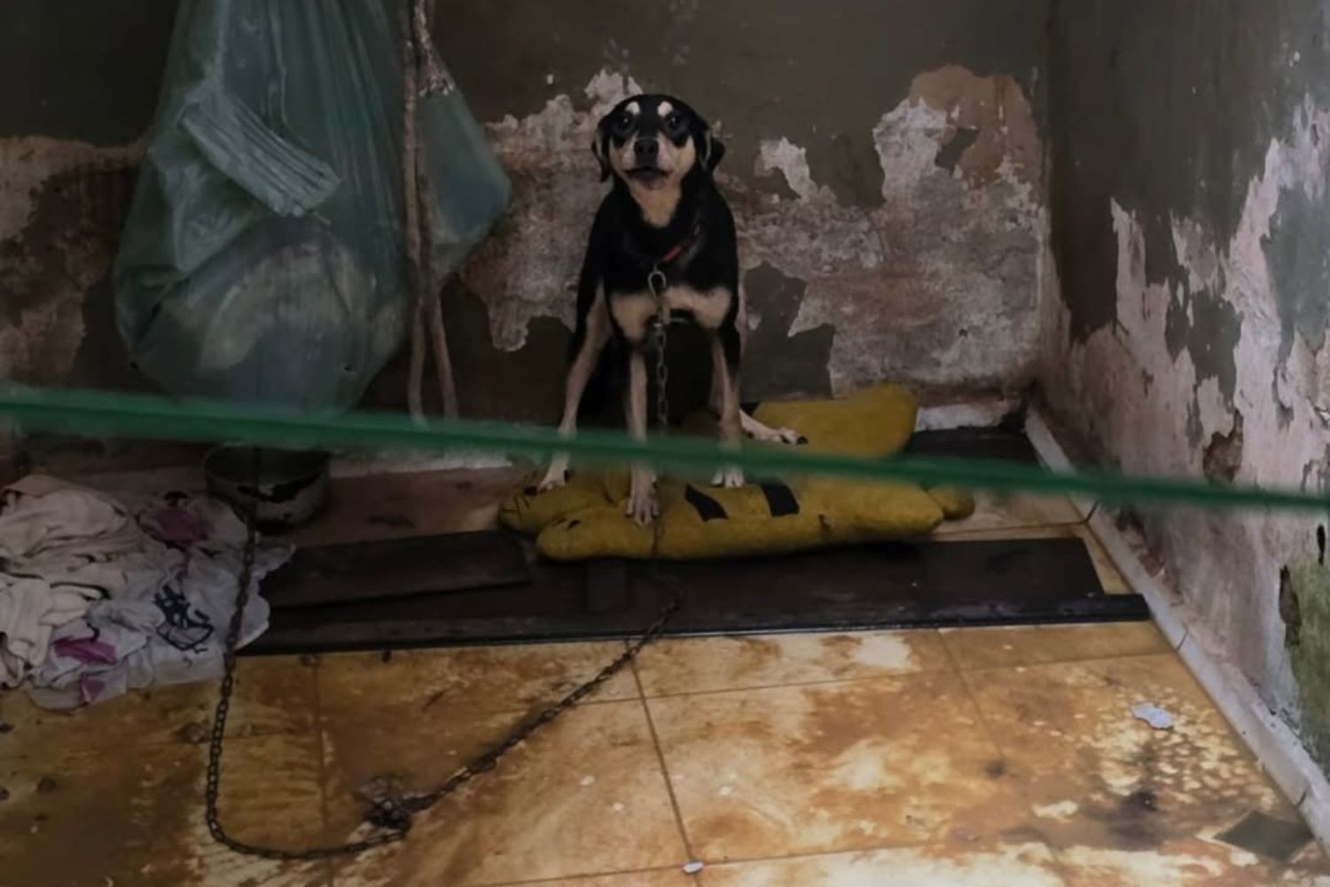 Crianças e cães em situação de abandono são resgatados de imóvel no litoral de SP