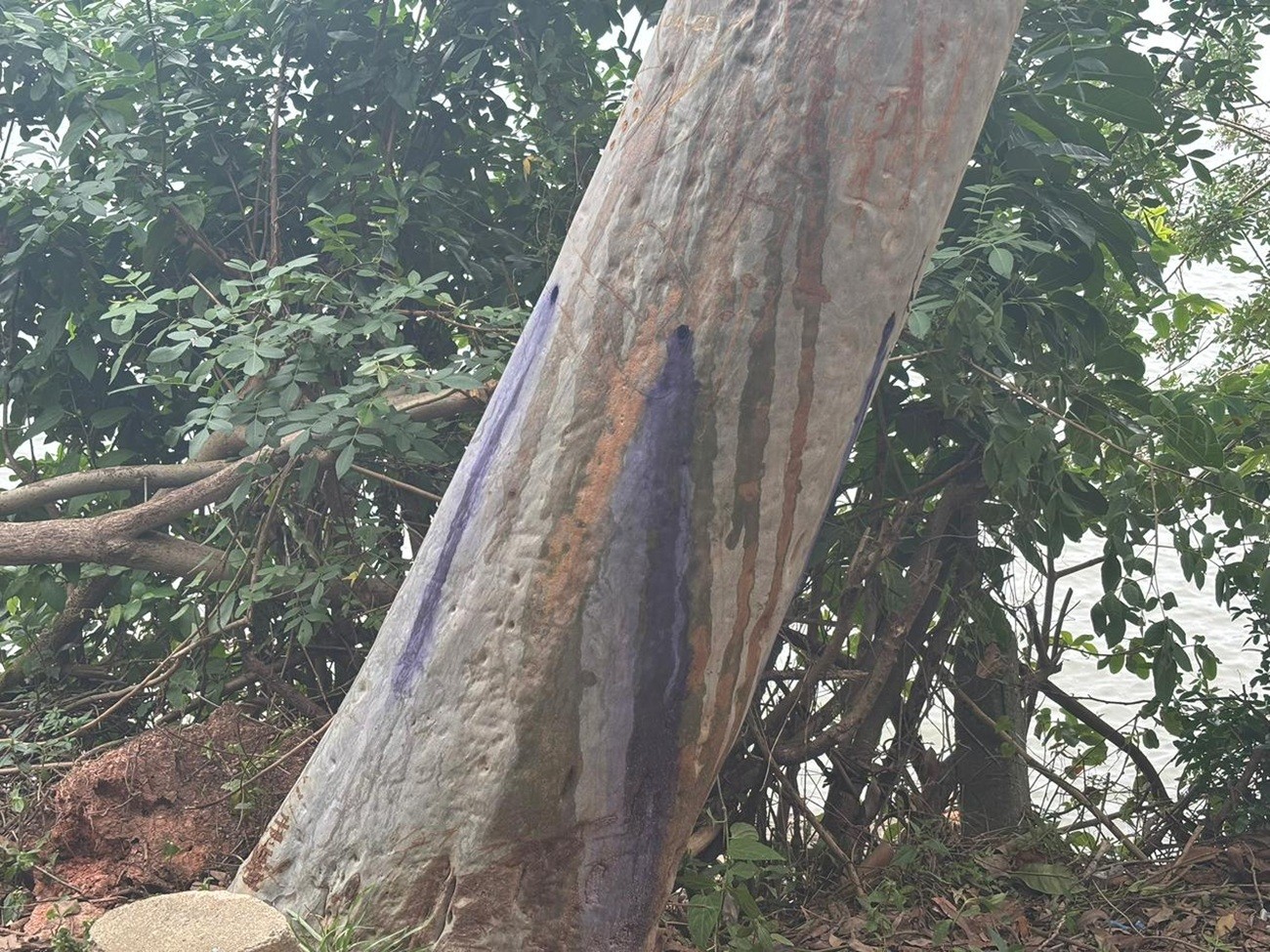 Árvores perfuradas e encontradas com líquido roxo em parque de Florianópolis passarão por perícia