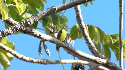 Estudo identifica 720 espécies de aves no Tocantins