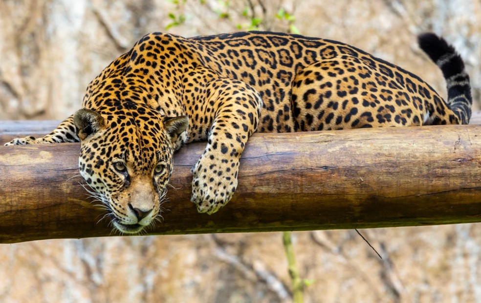 3 de 5
Ruana, onça-pintada saudável do Zoológico de São Paulo — Foto: Zoo São Paulo/Divulgação