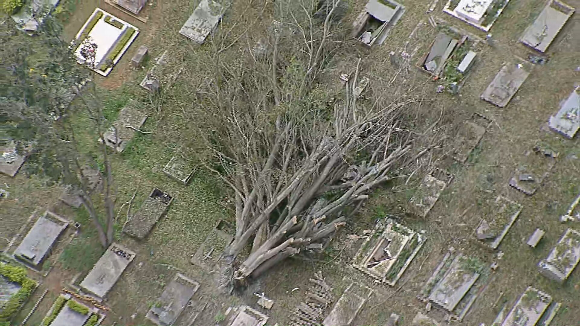 VÍDEO: árvore tomba e quebra túmulos em cemitério da Asa Sul, no DF