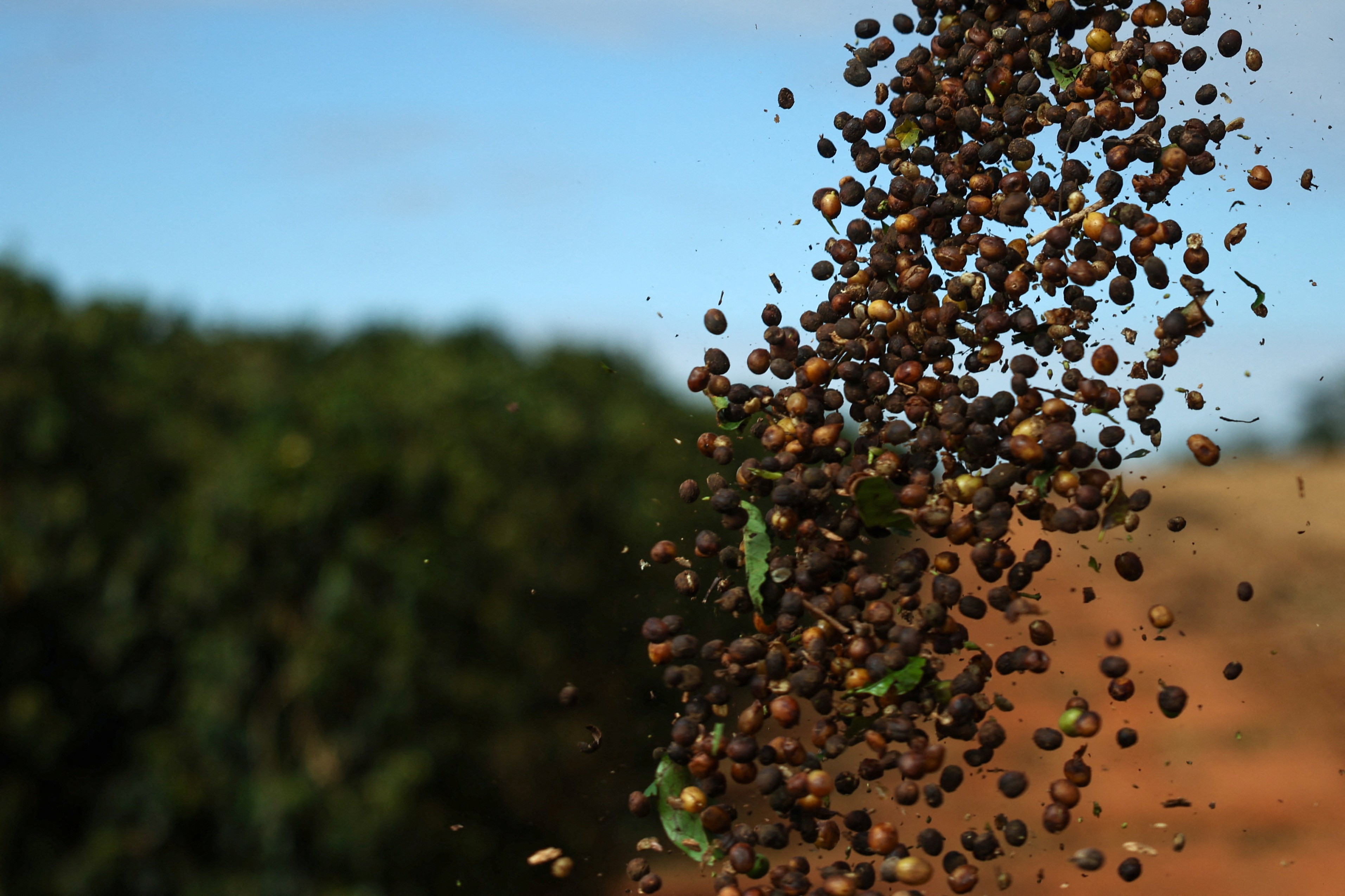 China libera 183 empresas do Brasil para exportar café após tarifaço dos EUA