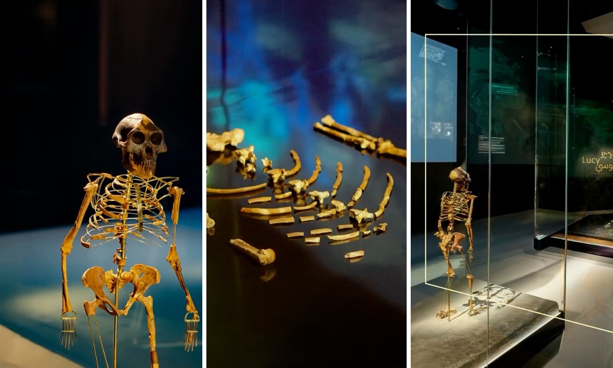 Lucy, fóssil de 3,2 milhões de anos, deixa a Etiópia e emociona visitantes em Abu Dhabi